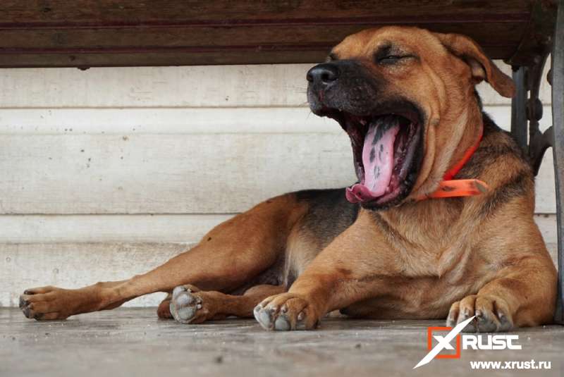 Зевающие собаки лишили ума оклендских ученых