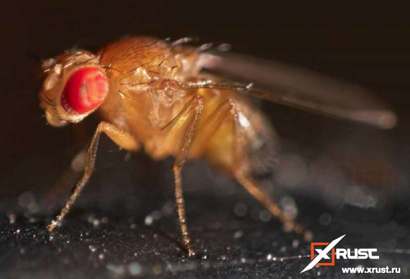 Ядовитых мух создали генетики