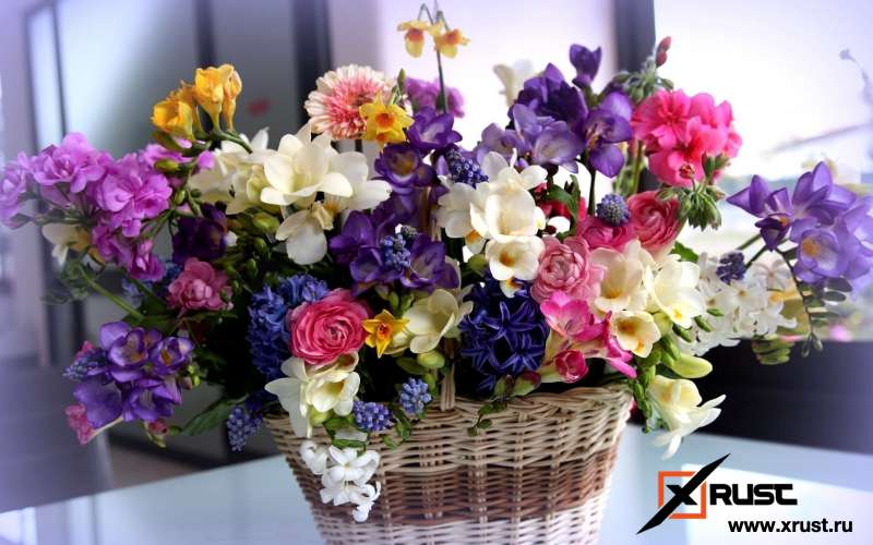 Какие цветы дарить родителям?