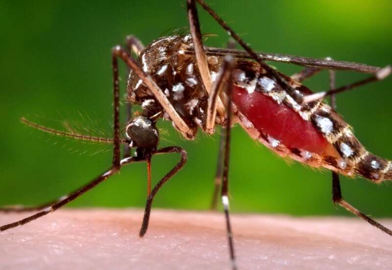 Мыло, нанесенное на человека, привлекает комаров